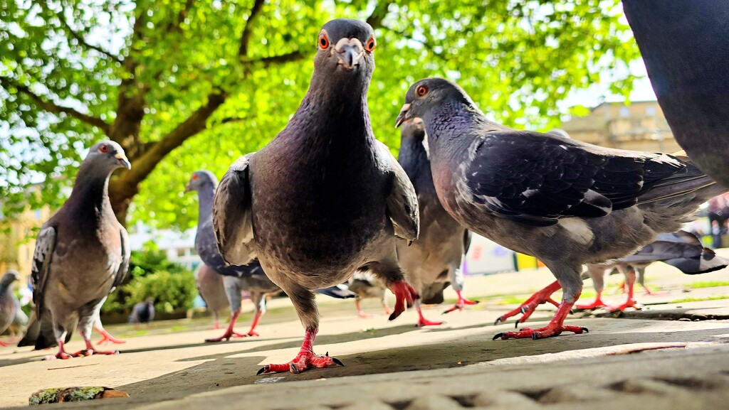 235/366 - Pigeon frenzy by isaacsnek