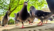 22nd Aug 2024 - 235/366 - Pigeon frenzy