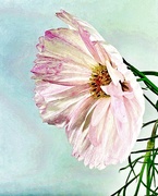 22nd Aug 2024 - Cosmos