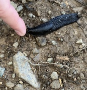 14th Aug 2024 - Booping a slug