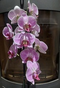 22nd Aug 2024 - The orchid