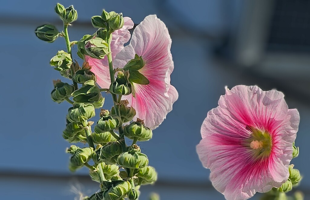 Hollyhocks over the Fence by gq