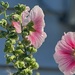 Hollyhocks over the Fence by gq