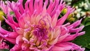 16th Aug 2024 - Dahlia