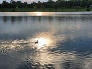 20th Aug 2024 - Swimming off into the sunset