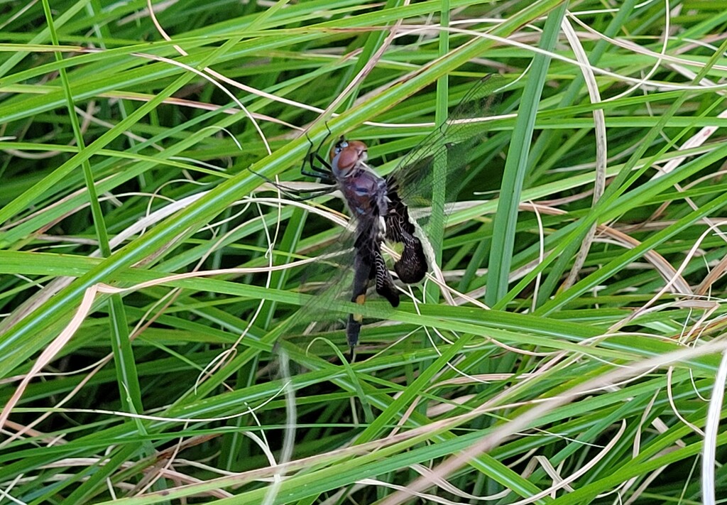 Black Saddlebag dragonfly by scoobylou