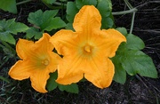 22nd Aug 2024 - Pumpkins Blooms