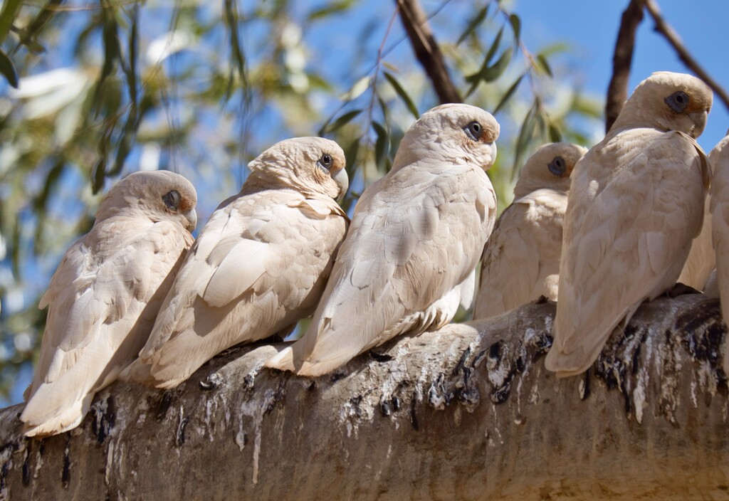 Corellas At Robe River P8223365 by merrelyn