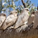 Corellas At Robe River P8223365 by merrelyn