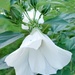 White flower