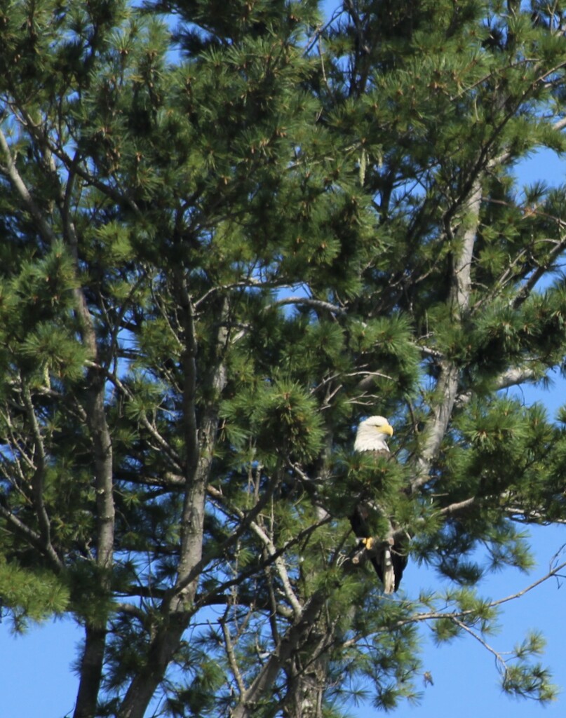 A bald eagle by mltrotter