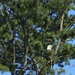 A bald eagle by mltrotter