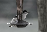 19th Aug 2024 - Downy Woodpecker