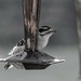 Downy Woodpecker by lstasel