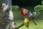 20th Aug 2024 - House Finch