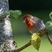 House Finch by lstasel