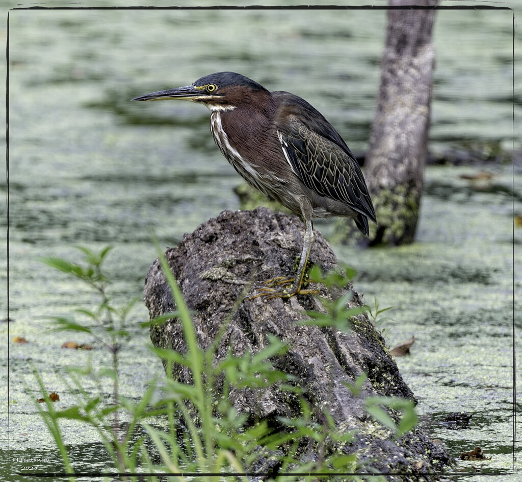 Green Heron  by bluemoon