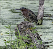 22nd Aug 2024 - Green Heron 