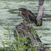 Green Heron  by bluemoon