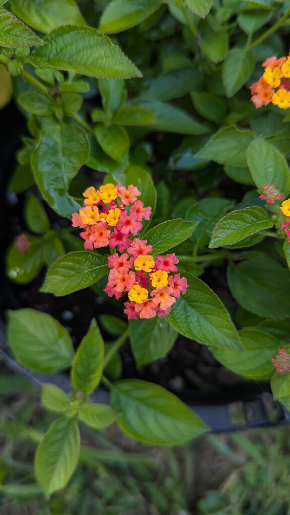 Lantana  by julie