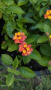 22nd Aug 2024 - Lantana 