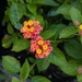 Lantana  by julie