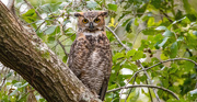 22nd Aug 2024 - One More of the Great Horned Owl Juvenile!