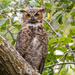 One More of the Great Horned Owl Juvenile! by rickster549