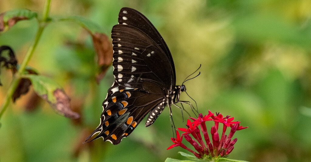 One of the Swallowtail Butterflies! by rickster549