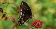 22nd Aug 2024 - One of the Swallowtail Butterflies!