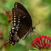 One of the Swallowtail Butterflies! by rickster549