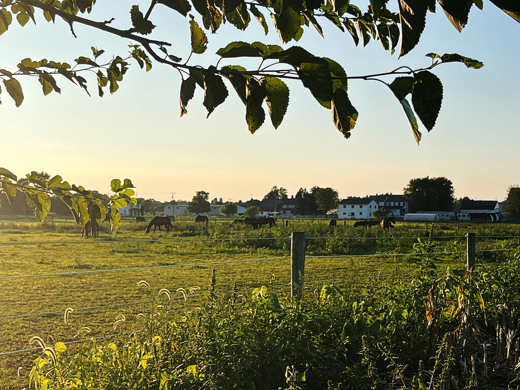 Amish Country by pdulis