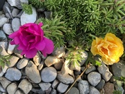 22nd Aug 2024 - Moss Rose 