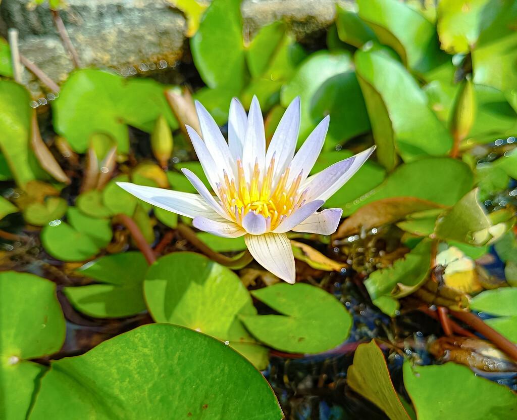 Water Lily by ianjb21