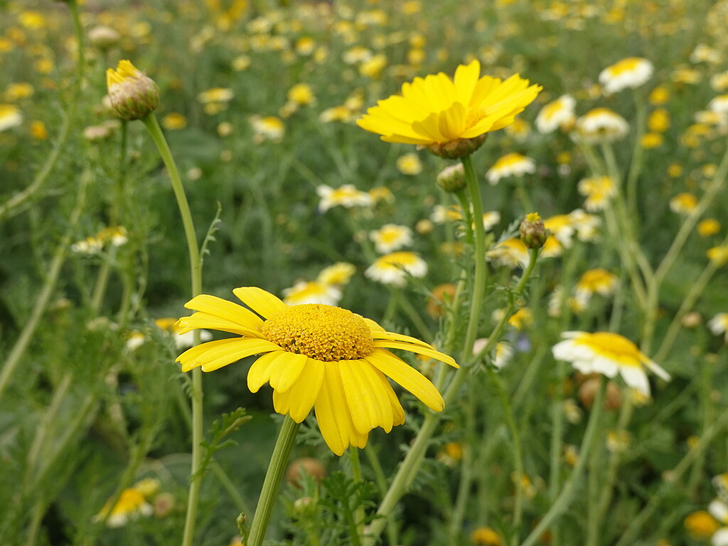 in the wildflower meadow by quietpurplehaze