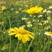 in the wildflower meadow by quietpurplehaze