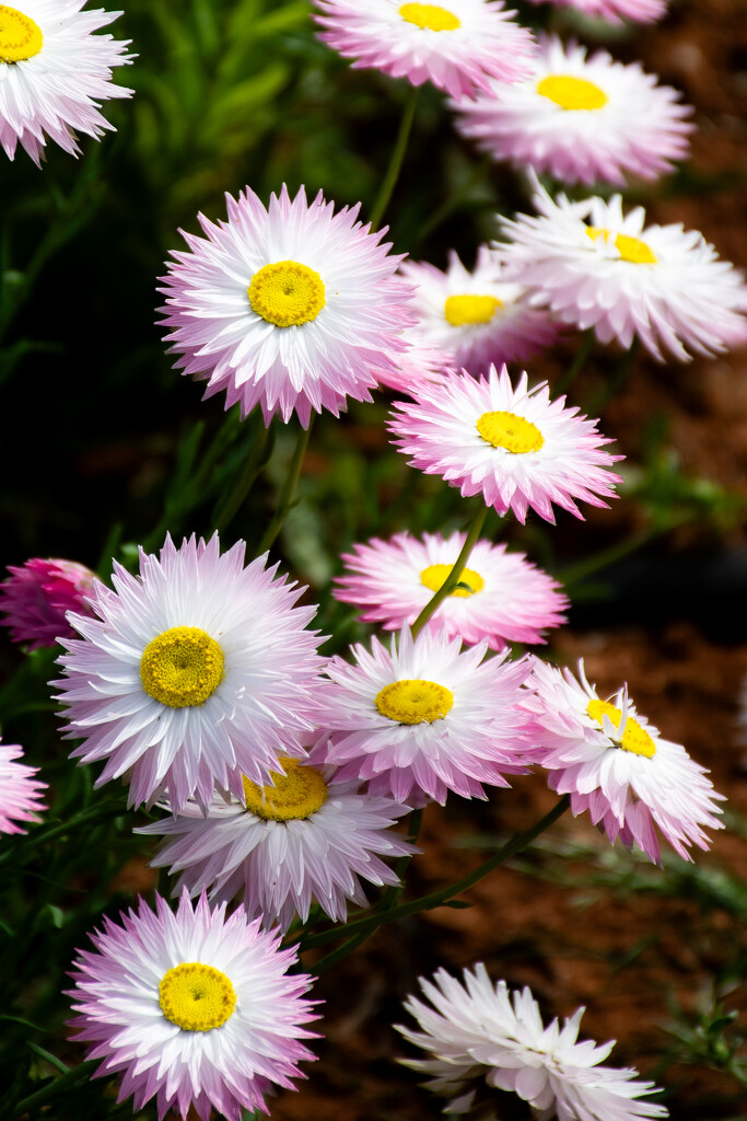 Paper Daisies by nannasgotitgoingon