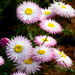 Paper Daisies