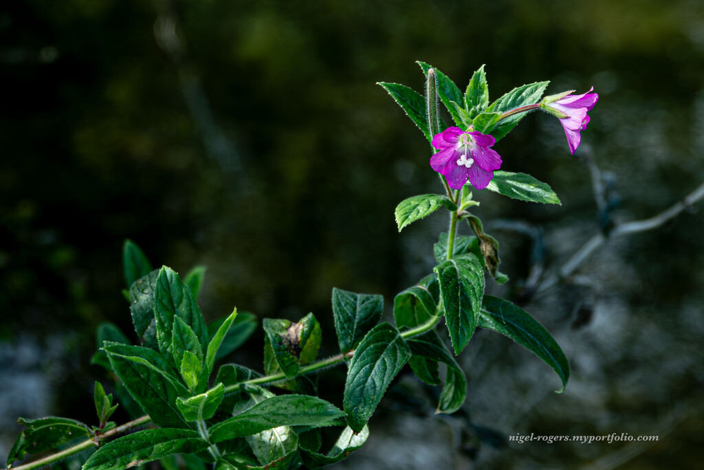 Wild flower by nigelrogers