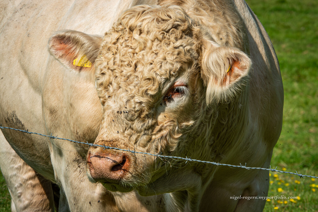 Life in the country by nigelrogers