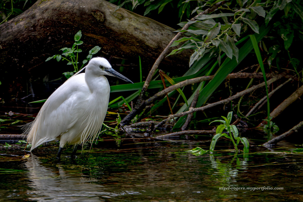 Fishing in the shadows by nigelrogers