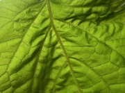 21st Aug 2024 - Leaf veins 