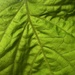 Leaf veins  by sleepingexplorer