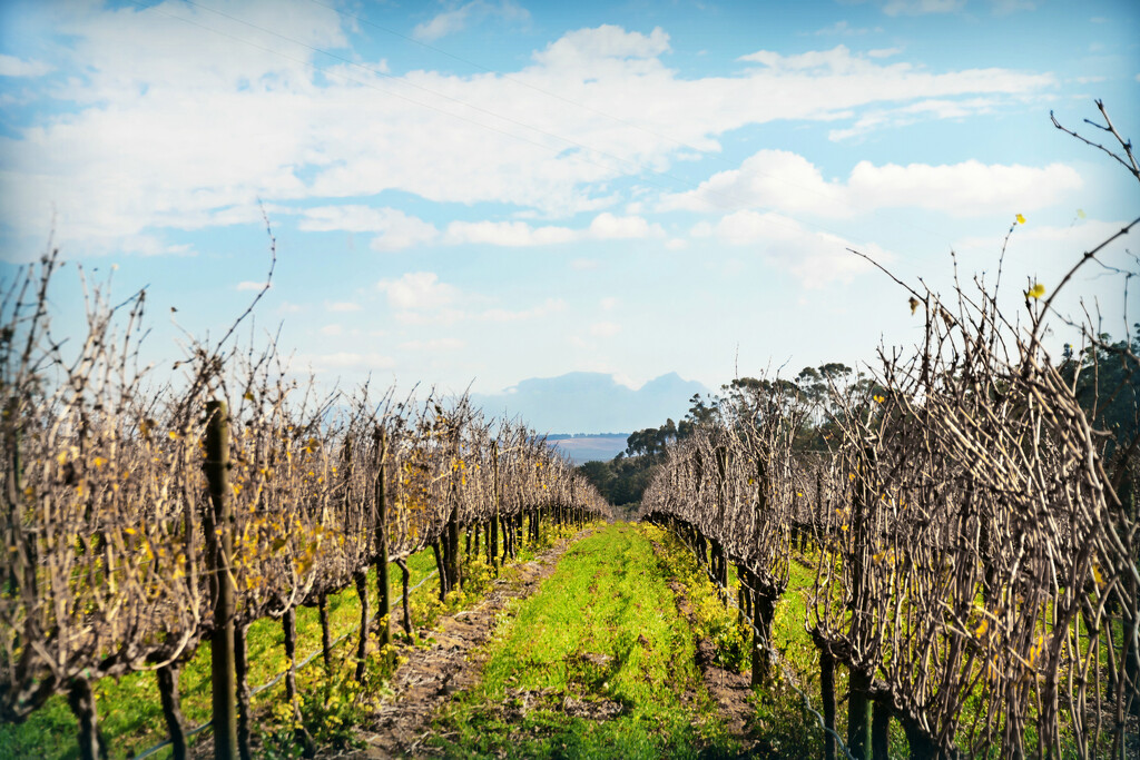 A last look at the vines by ludwigsdiana