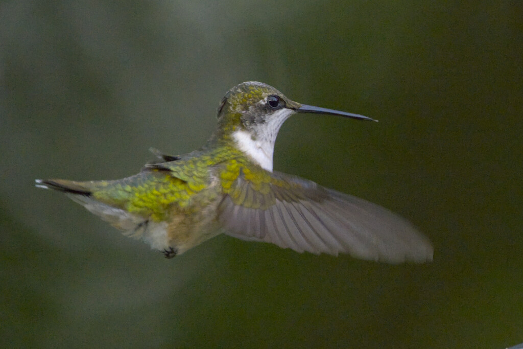 Another hummingbird experiment by peachfront