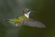 23rd Aug 2024 - Another hummingbird experiment