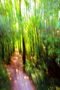 23rd Aug 2024 - ICM in the woods.