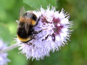 23rd Aug 2024 - Bunblebee