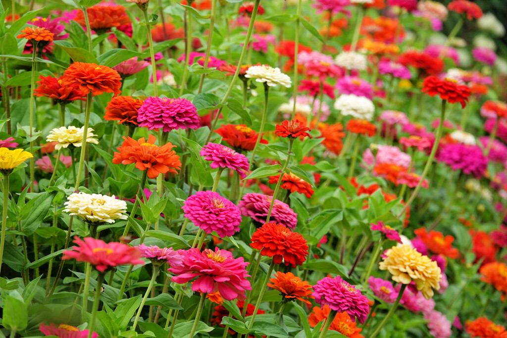 Zinnias by seattlite