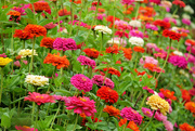 23rd Aug 2024 - Zinnias